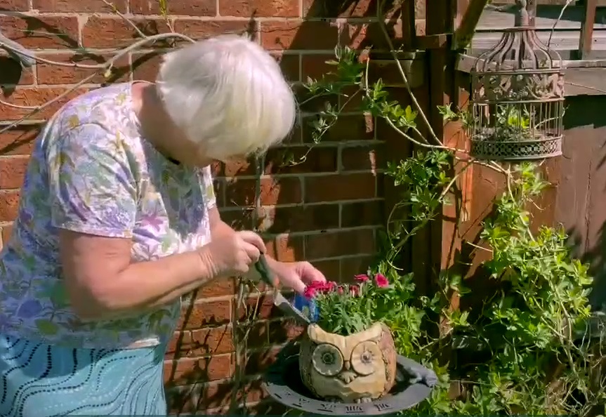 watering plants