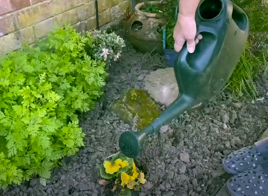 Watering plants 2