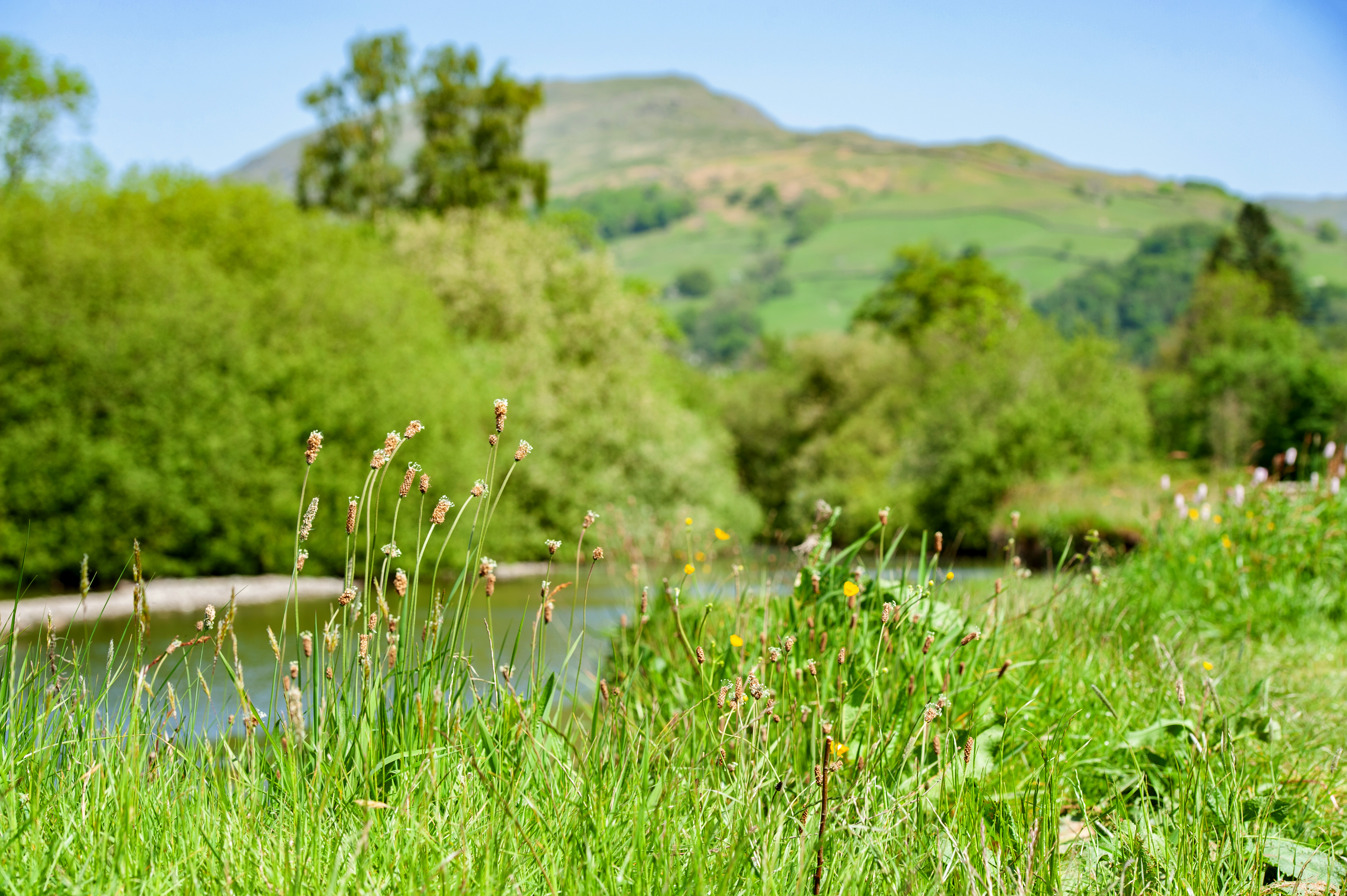 grass field