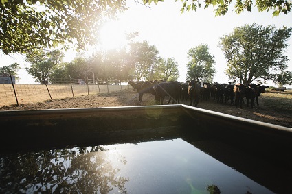 Trough in a field