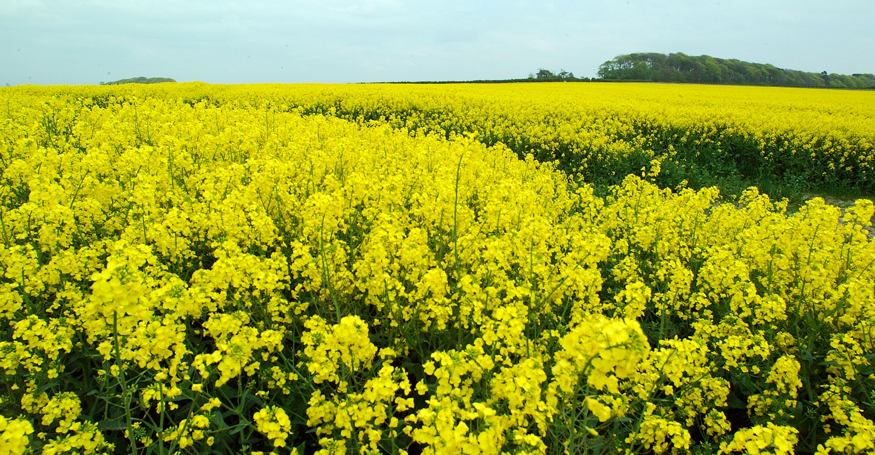 Field of flowers