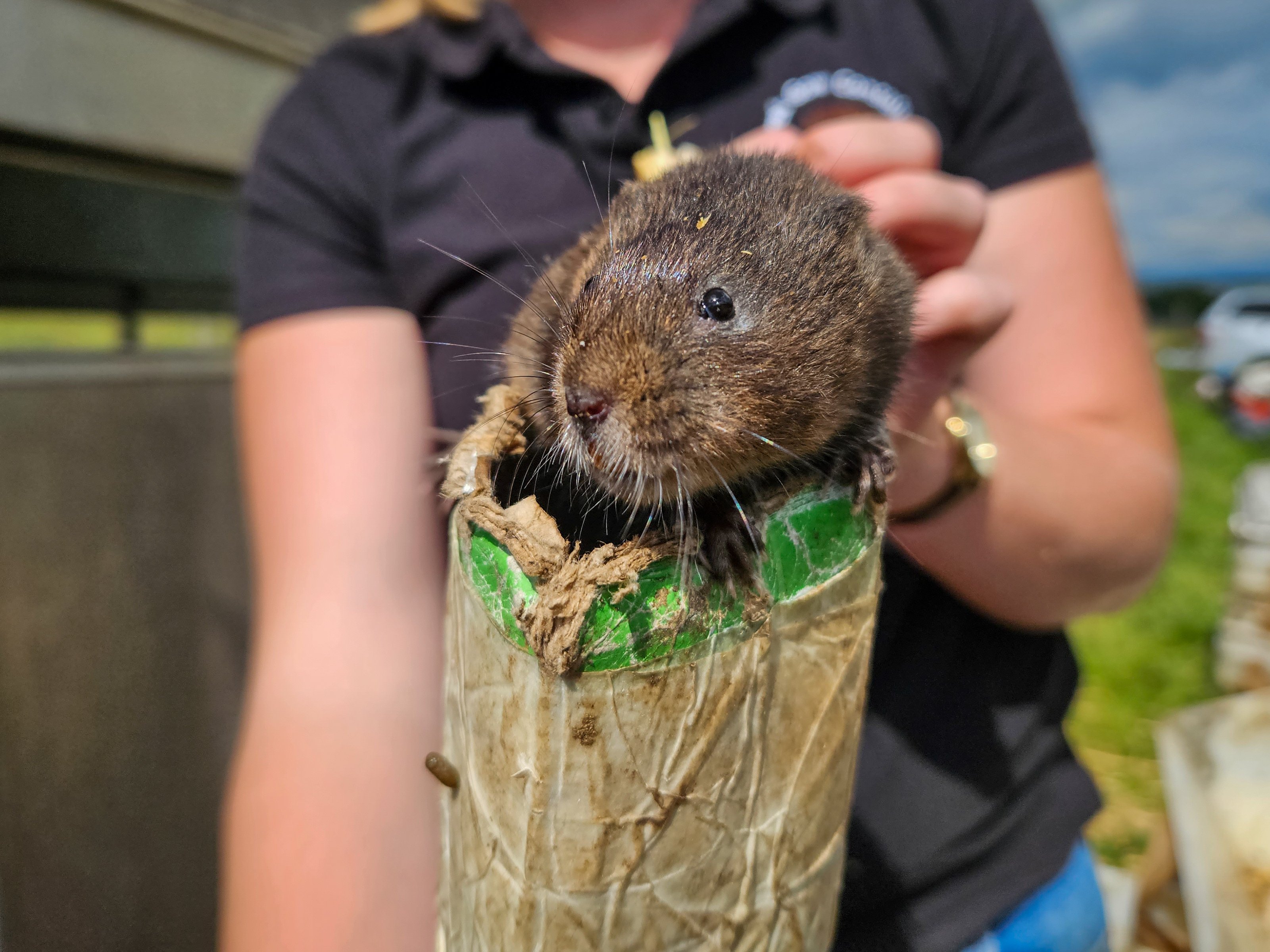 Water Vole