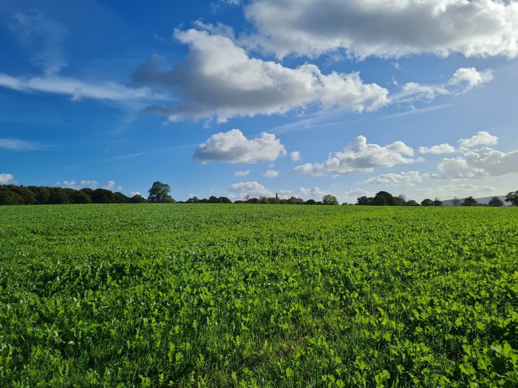 cheshire field