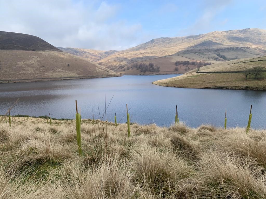 Tree plating around reservoir