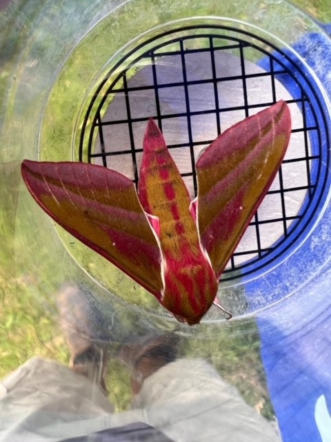 Elephant Hawk Moth.jpg