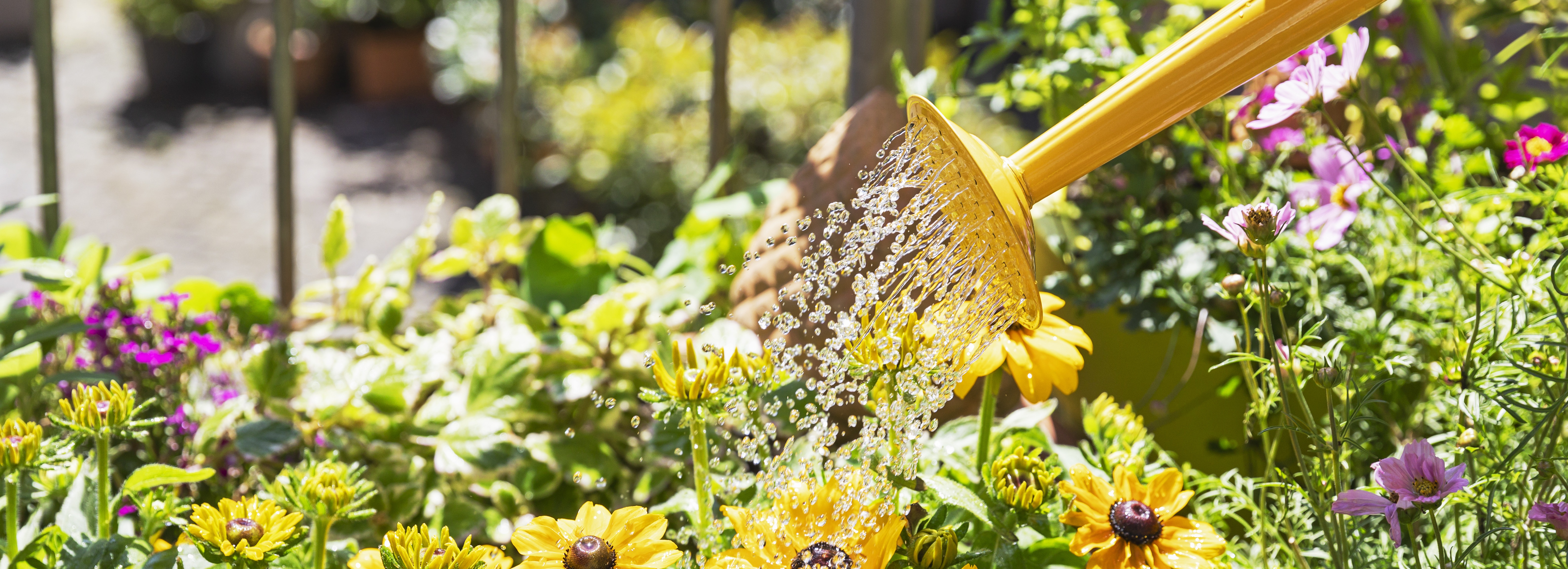 Watering garden