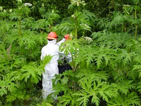 Giant Hogweed image