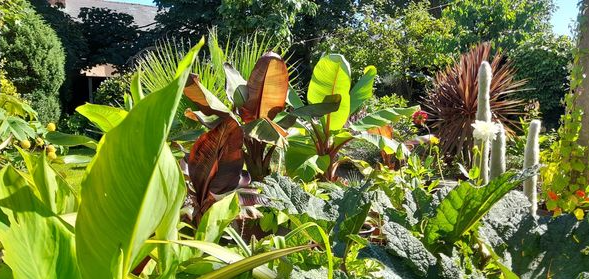 Photo of a garden bed