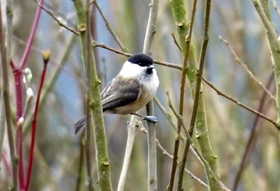 Davyhulme Millenium Nature Reserve