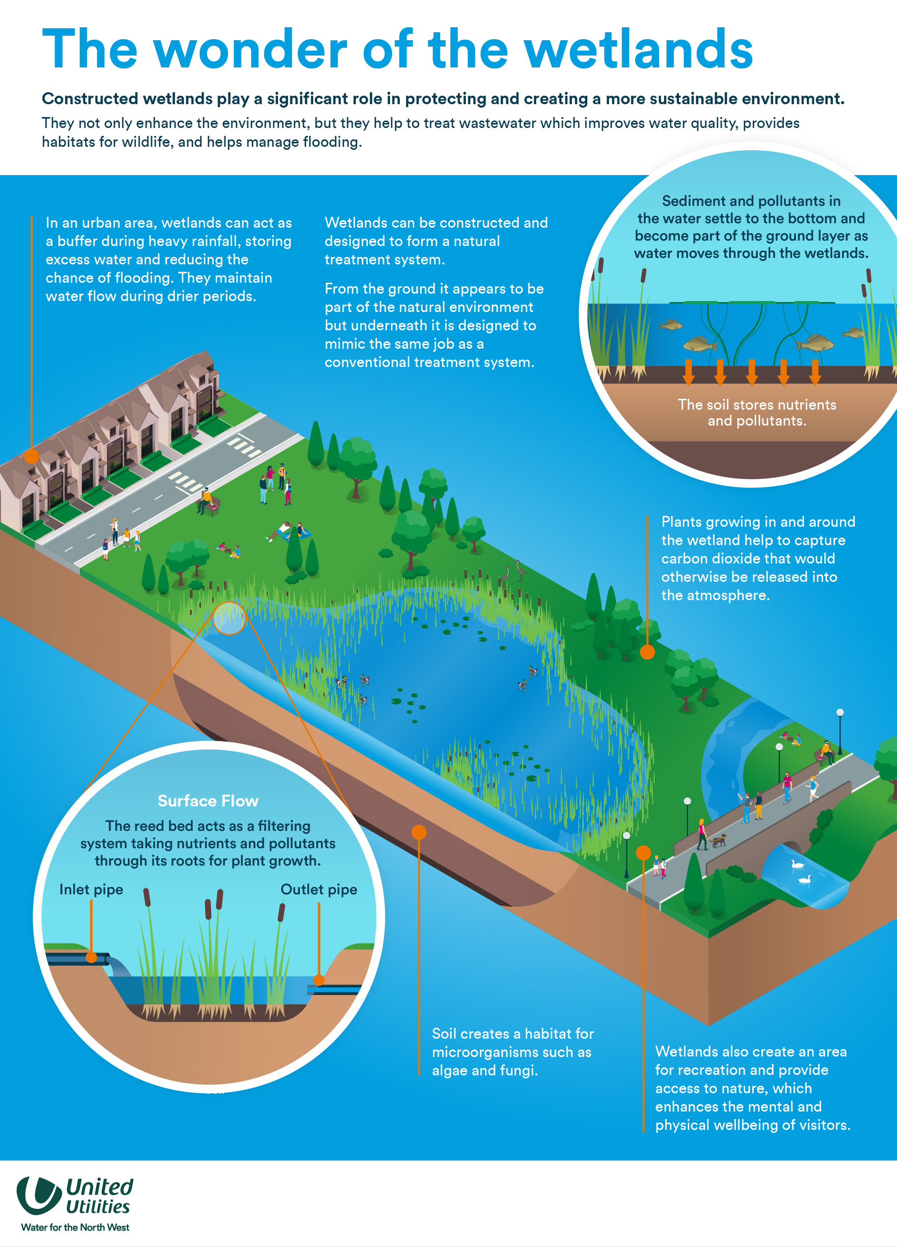 Wetlands Infographic